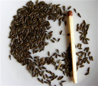 Lactuca sativa seeds photo