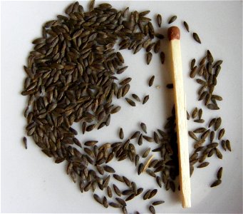 Lactuca sativa seeds