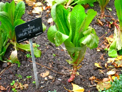 Lactuca sativa - Royal Botanical Garden, Madrid, Spain. I took this photograph. photo