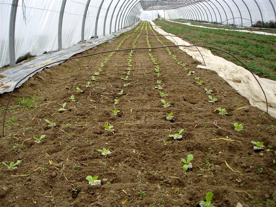 A transplanted bed of lettuce (Lactuca sativa) in a greenhouse.