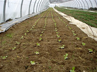 A transplanted bed of lettuce (Lactuca sativa) in a greenhouse.