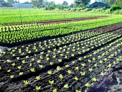 Image title: Seedlings
Image from Public domain images website, http://www.public-domain-image.com/full-image/nature-landscapes-public-domain-images-pictures/field-public-domain-images-pictures/seedli