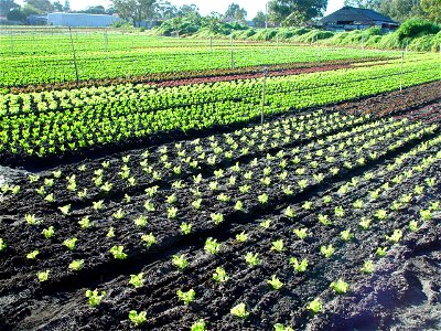 Image title: Seedlings Image from Public domain images website, http://www.public-domain-image.com/full-image/nature-landscapes-public-domain-images-pictures/field-public-domain-images-pictures/seedli photo