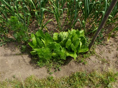 Lettuce in the garden, Novo Selo, Vidin, Bulgaria photo