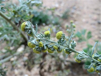 Wermutkraut (Artemisia absinthium) in Hockenheim