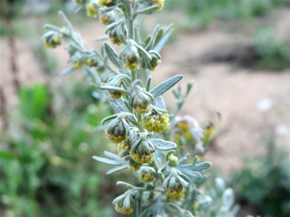 Wermutkraut (Artemisia absinthium) in Hockenheim