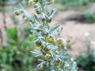 Wermutkraut (Artemisia absinthium) in Hockenheim