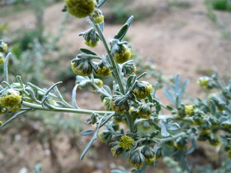 Wermutkraut (Artemisia absinthium) in Hockenheim