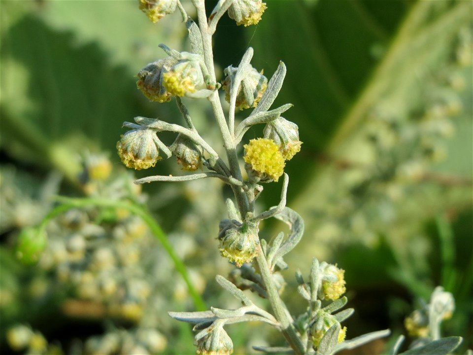 Wermutkraut (Artemisia absinthium) in Hockenheim