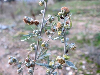 Wermutkraut (Artemisia absinthium) in Hockenheim