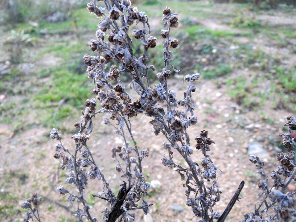 Wermutkraut (Artemisia absinthium) in Hockenheim