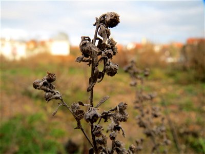 Wermutkraut (Artemisia absinthium) in Hockenheim