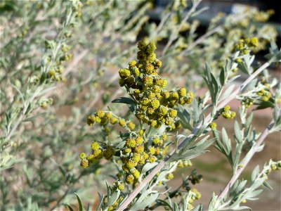 Wermutkraut (Artemisia absinthium) in Hockenheim