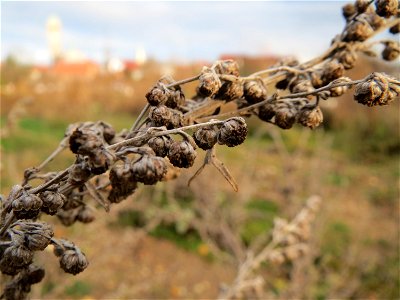 Wermutkraut (Artemisia absinthium) in Hockenheim