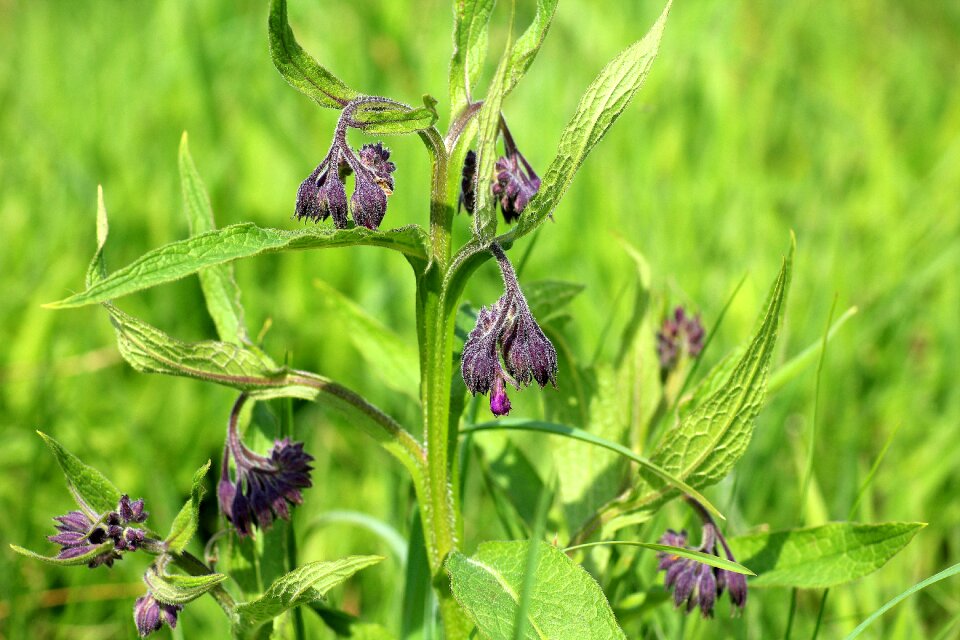 A flower of the field spring violet