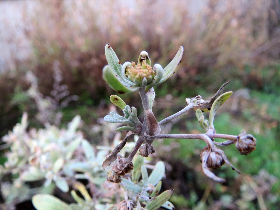 Wermutkraut (Artemisia absinthium) in Hockenheim