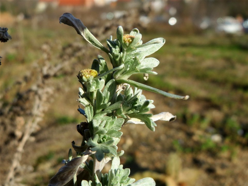 Wermutkraut (Artemisia absinthium) in Hockenheim