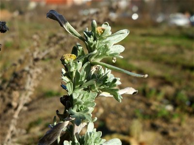 Wermutkraut (Artemisia absinthium) in Hockenheim