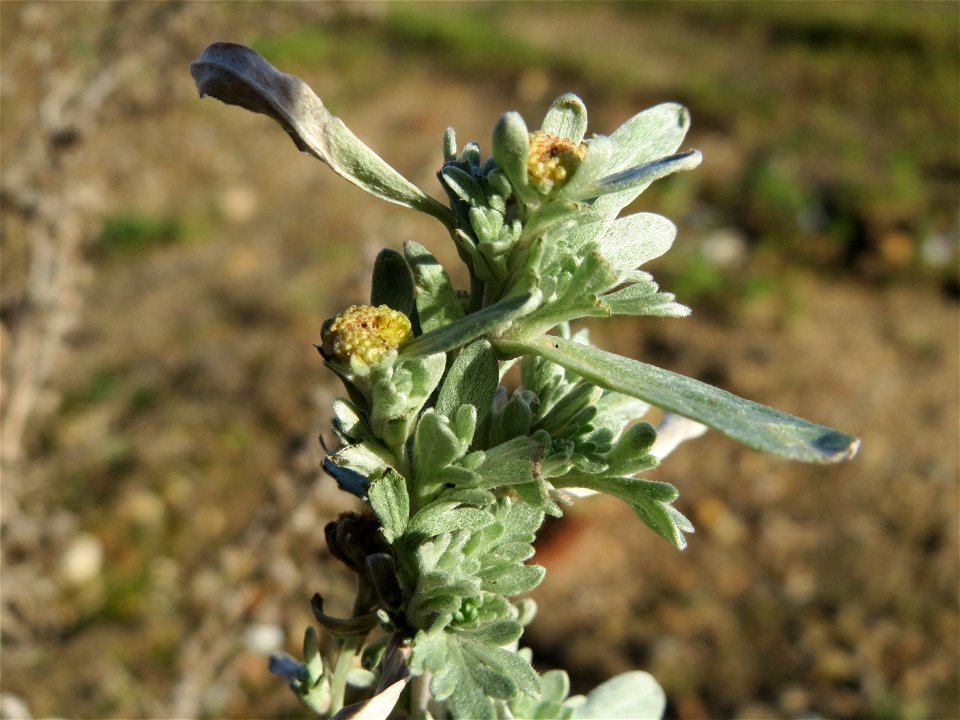 Wermutkraut (Artemisia absinthium) in Hockenheim