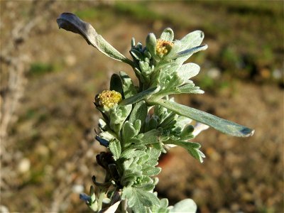 Wermutkraut (Artemisia absinthium) in Hockenheim
