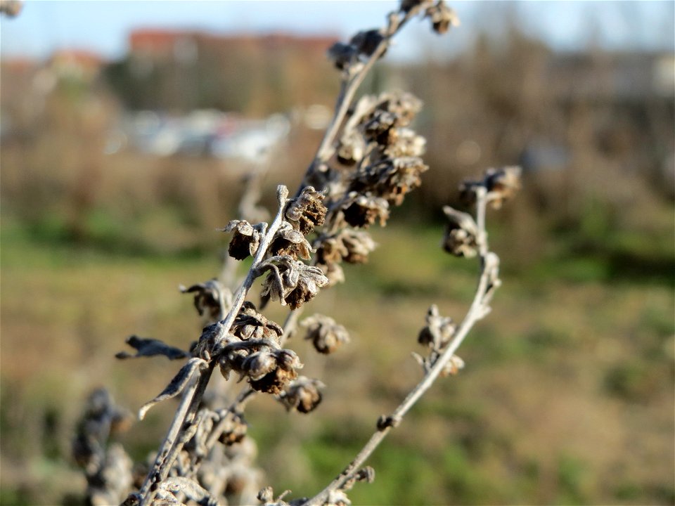 Wermutkraut (Artemisia absinthium) in Hockenheim