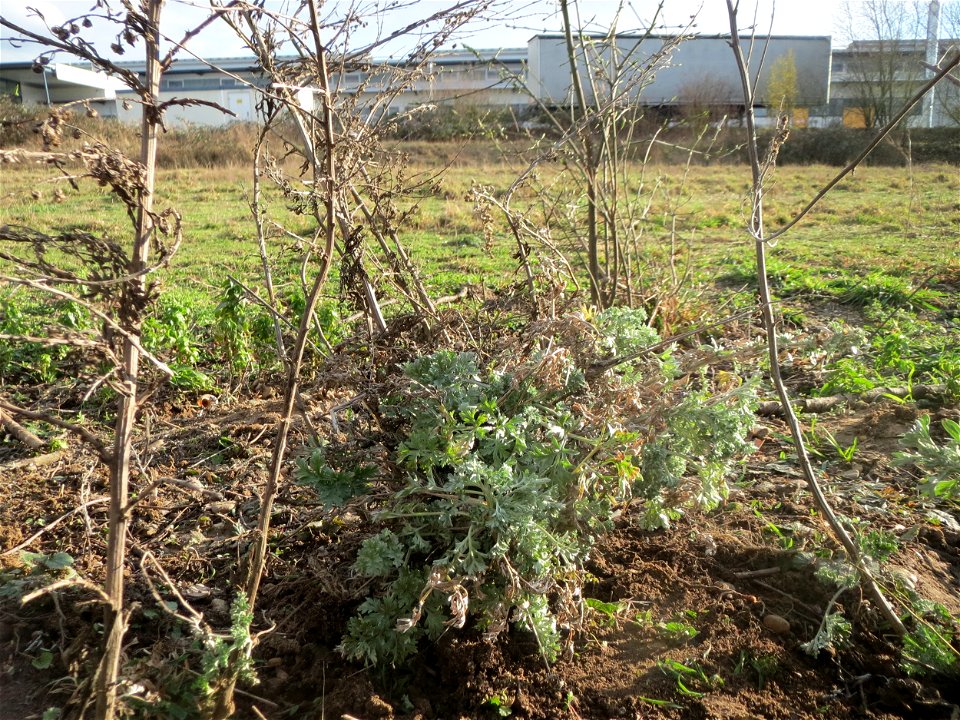 Wermutkraut (Artemisia absinthium) im Hockenheimer Rheinbogen - hierher verpflanzt vom Schuttplatz Hockenheim