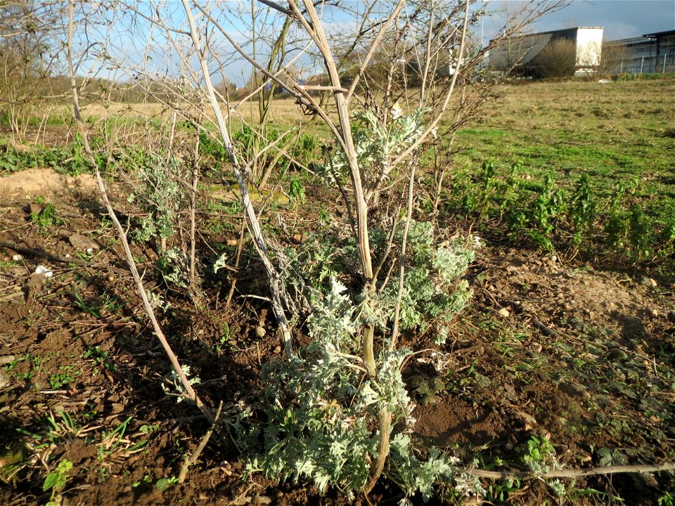 Wermutkraut (Artemisia absinthium) im Hockenheimer Rheinbogen - hierher verpflanzt vom Schuttplatz Hockenheim