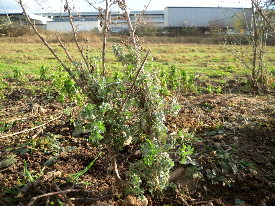Wermutkraut (Artemisia absinthium) im Hockenheimer Rheinbogen - hierher verpflanzt vom Schuttplatz Hockenheim