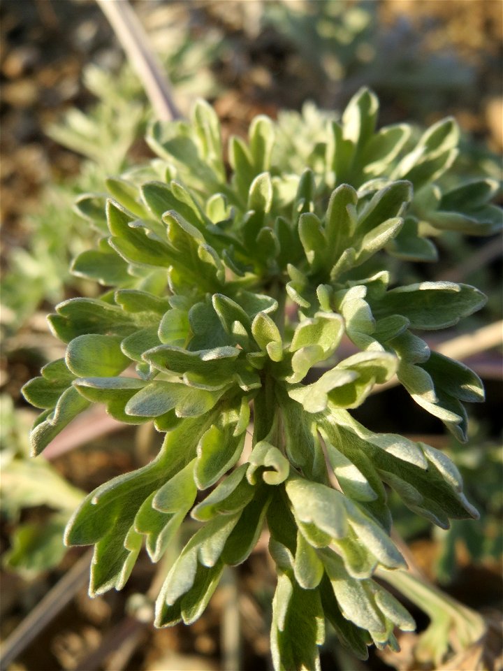 Wermutkraut (Artemisia absinthium) auf einer Brachfläche am Messplatz in Hockenheim