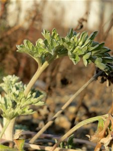 Wermutkraut (Artemisia absinthium) in Hockenheim