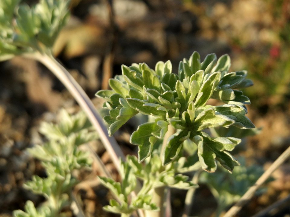 Wermutkraut (Artemisia absinthium) in Hockenheim