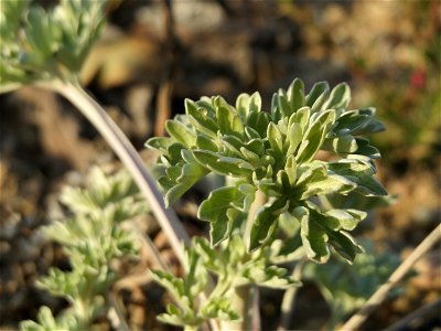 Wermutkraut (Artemisia absinthium) in Hockenheim