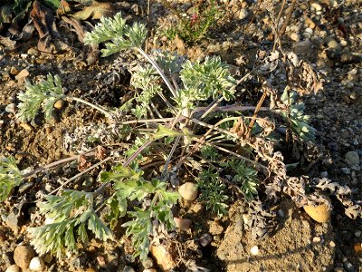 Wermutkraut (Artemisia absinthium) in Hockenheim