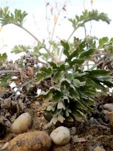 Wermutkraut (Artemisia absinthium) in Hockenheim