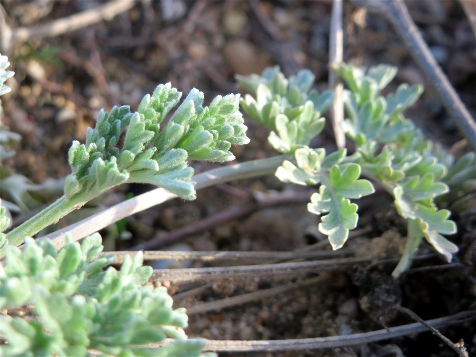 Grundblätter vom Wermutkraut (Artemisia absinthium) auf einem Baugrund in Hockenheim. Hebt sich deutlich ab durch die bläuliche Färbung. Es ist der Einzige mir bekannte Standort in der Region