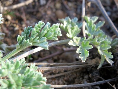 Grundblätter vom Wermutkraut (Artemisia absinthium) auf einem Baugrund in Hockenheim. Hebt sich deutlich ab durch die bläuliche Färbung. Es ist der Einzige mir bekannte Standort in der Region