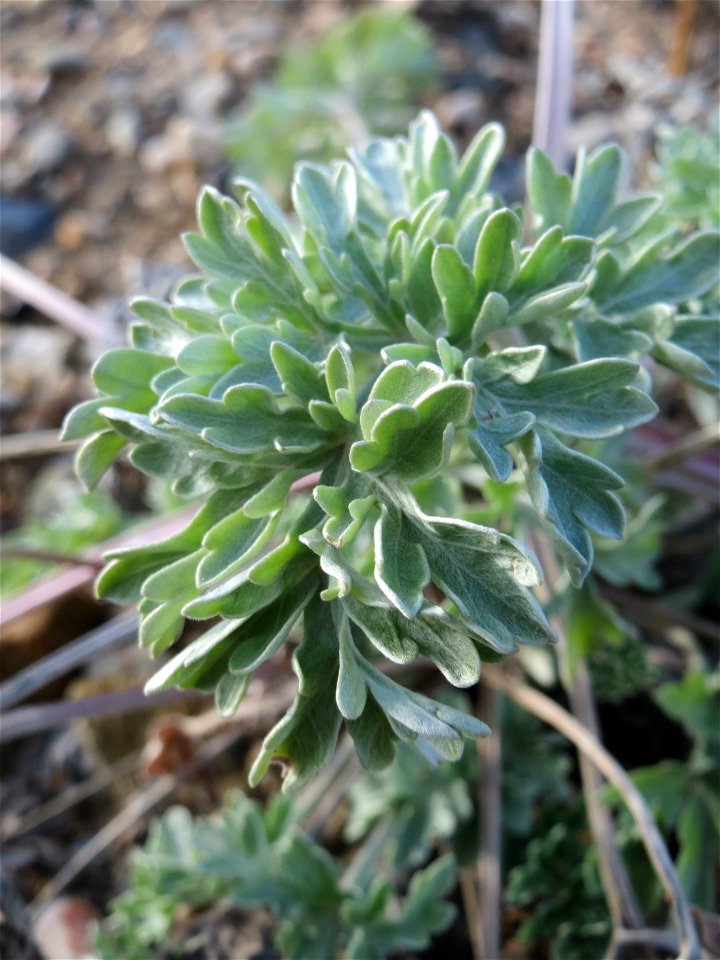 Grundblätter vom Wermutkraut (Artemisia absinthium) auf einem Baugrund in Hockenheim. Hebt sich deutlich ab durch die bläuliche Färbung. Es ist der Einzige mir bekannte Standort in der Region