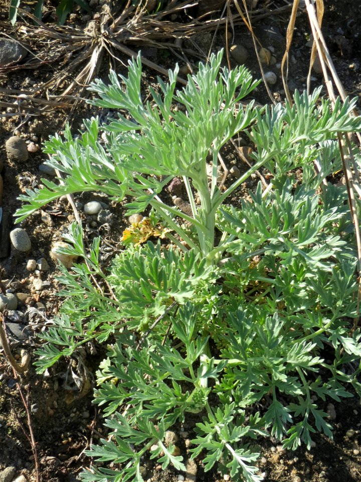 Grundblätter vom Wermutkraut (Artemisia absinthium) auf einer Brachfläche am Messplatz in Hockenheim - Hebt sich vom ähnlichen Beifuß durch einen ins bläuliche gehenden Farbton ab. Es ist der Einzige 