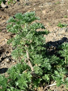 Grundblätter vom Wermutkraut (Artemisia absinthium) auf einer Brachfläche am Messplatz in Hockenheim - Hebt sich vom ähnlichen Beifuß durch einen ins bläuliche gehenden Farbton ab. Es ist der Einzige 