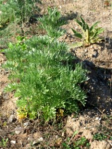 Grundblätter vom Wermutkraut (Artemisia absinthium) auf einer Brachfläche am Messplatz in Hockenheim - diese Art kommt in Hockenheim nur an diesem Standort vor