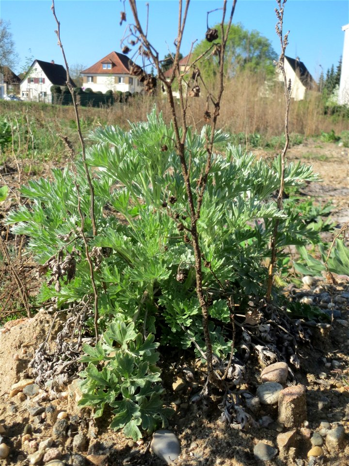 Grundblätter vom Wermutkraut (Artemisia absinthium) auf einer Brachfläche am Messplatz in Hockenheim - Hebt sich vom ähnlichen Beifuß durch einen ins bläuliche gehenden Farbton ab. Es ist der Einzige 