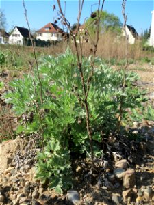 Grundblätter vom Wermutkraut (Artemisia absinthium) auf einer Brachfläche am Messplatz in Hockenheim - Hebt sich vom ähnlichen Beifuß durch einen ins bläuliche gehenden Farbton ab. Es ist der Einzige 