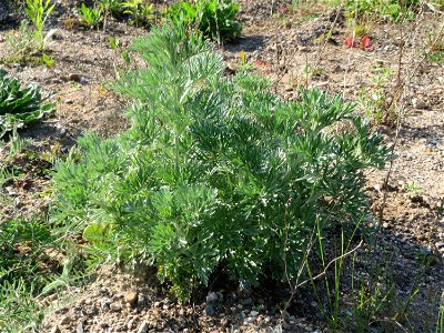 Grundblätter vom Wermutkraut (Artemisia absinthium) auf einer Brachfläche am Messplatz in Hockenheim - diese Art kommt in Hockenheim nur an diesem Standort vor, breitet sich hier allerdings zusehens a