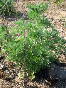 Grundblätter vom Wermutkraut (Artemisia absinthium) auf einer Brachfläche am Messplatz in Hockenheim - diese Art kommt in Hockenheim nur an diesem Standort vor, breitet sich hier allerdings zusehens a
