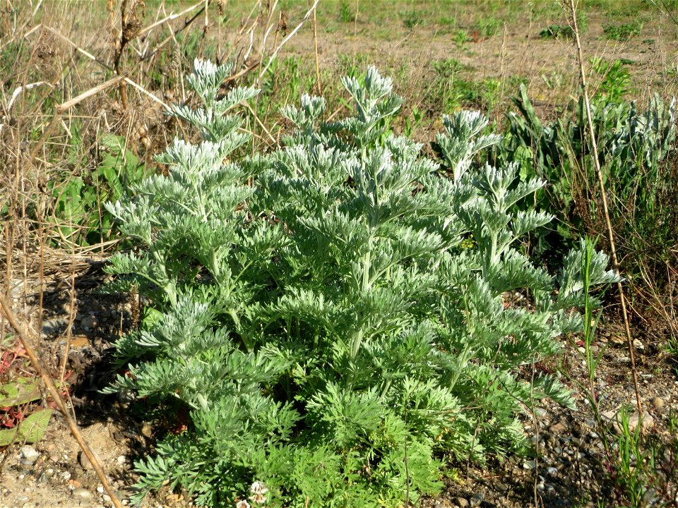 Grundblätter vom Wermutkraut (Artemisia absinthium) auf einer Brachfläche am Messplatz in Hockenheim - diese Art kommt in Hockenheim nur an diesem Standort vor, breitet sich hier allerdings zusehens a