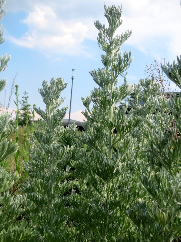 Wermutkraut (Artemisia absinthium) auf einer Brachfläche am Messplatz in Hockenheim - diese Art kommt in Hockenheim nur an diesem Standort vor