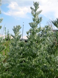 Wermutkraut (Artemisia absinthium) auf einer Brachfläche am Messplatz in Hockenheim - diese Art kommt in Hockenheim nur an diesem Standort vor