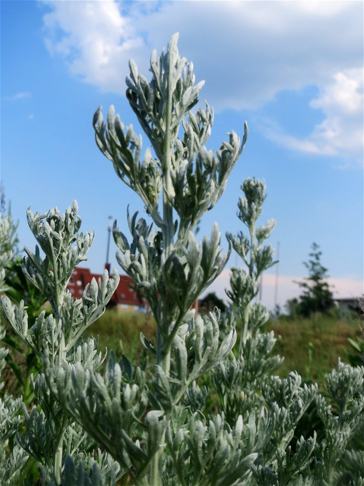 Wermutkraut (Artemisia absinthium) auf einer Brachfläche am Messplatz in Hockenheim - diese Art kommt in Hockenheim nur an diesem Standort vor