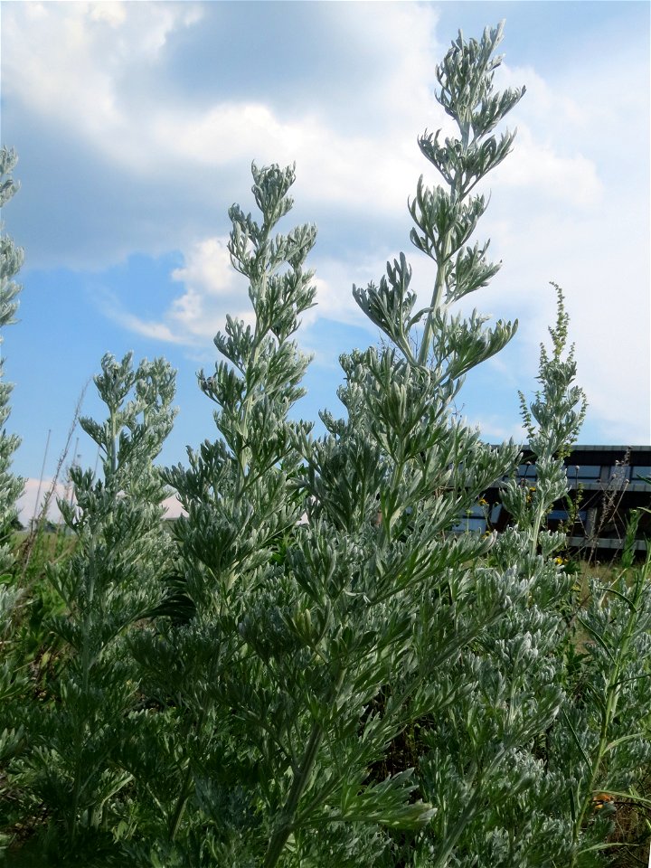 Wermutkraut (Artemisia absinthium) auf einer Brachfläche am Messplatz in Hockenheim - diese Art kommt in Hockenheim nur an diesem Standort vor