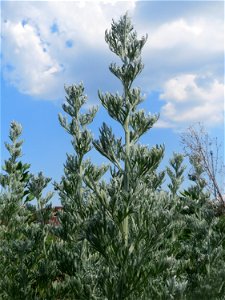 Wermutkraut (Artemisia absinthium) auf einer Brachfläche am Messplatz in Hockenheim - diese Art kommt in Hockenheim nur an diesem Standort vor